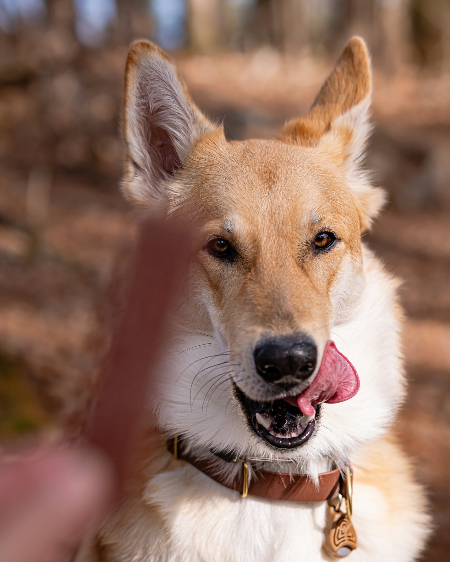 Why Celebrating Your Pet’s Good Behavior Matters