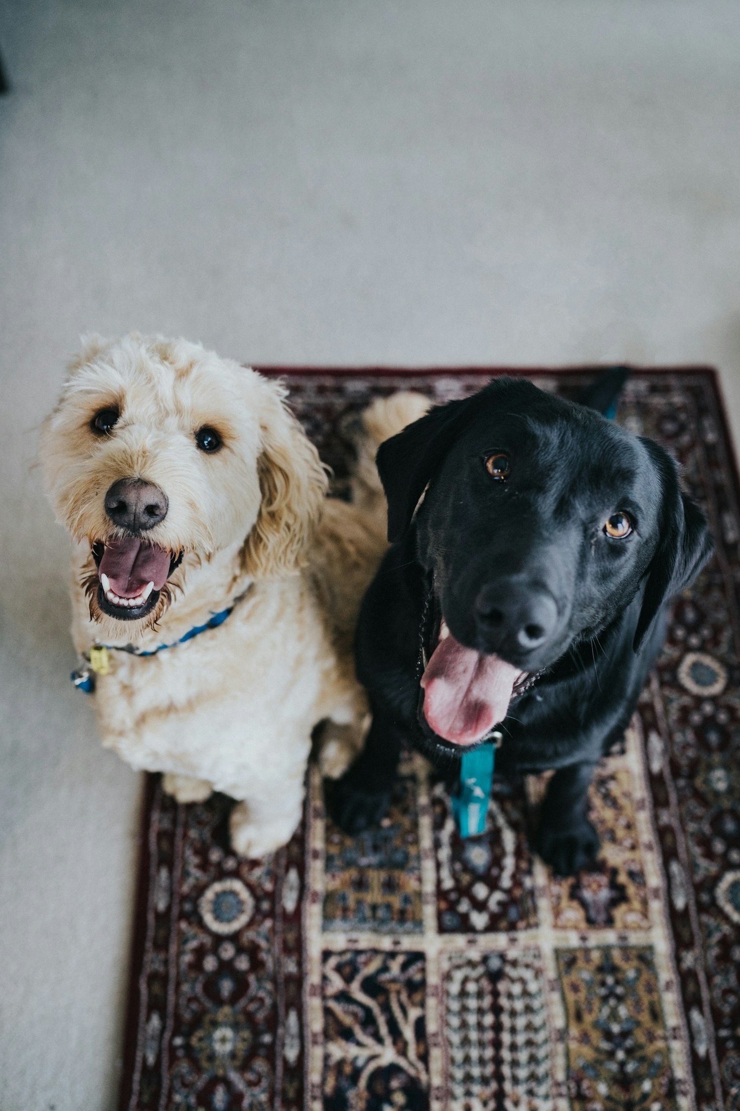 Stylish Accessories for the Well-Mannered Pet